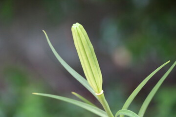 夏の訪れを待つ、青々と茂るユリの蕾