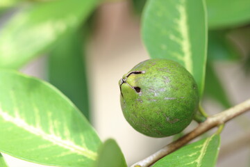 小さなグアバ、力強く枝にぶら下がる成長の証