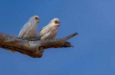 Pair of little corella (Cacatua sanguinea), or short-billed corella, on a perch  in the Murchison Region of Western Australia 