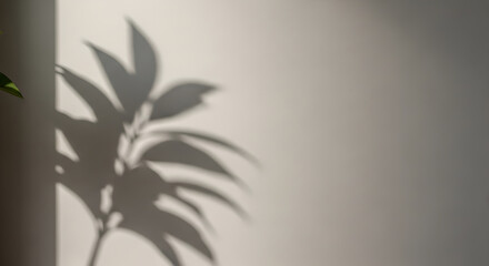 Natural Plant and Leaf Shadows on a Sunny White Wall Background