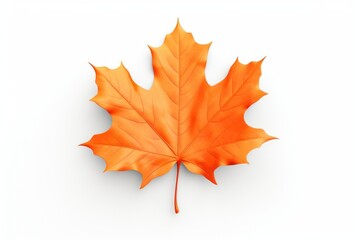 Fototapeta premium Leaf autumn maple plant.
