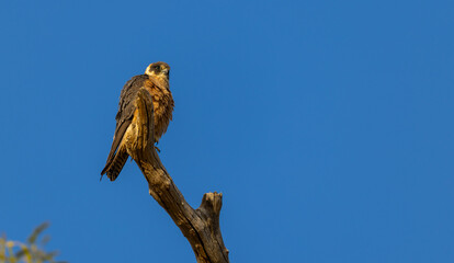 Australian hobby (Falco longipennis) or little falcon  on a perch in the Murchison Region of Western Australia
