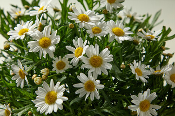 Closeup shot of fresh blooming chamomile flowers in natural light, styled as herbal beauty ingredient for organic skincare and wellness use.