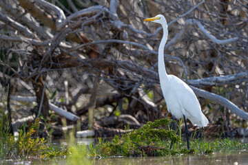 Egret. Great White Egret or Ardea alba. Florida wildlife bird. Animals photographer. Great Egret with long neck, white plumage and sharp yellow beak. Surrounded by plants and tangled tree branches