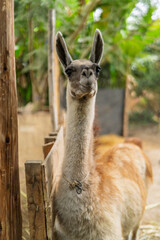 Llama looking into camera standing in enclosure