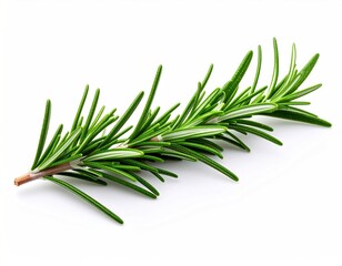 Fototapeta premium Rosemary Sprig - Fresh Herb for Culinary and Aromatic Uses.