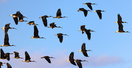 Flock of Straw-necked ibis (Threskiornis spinicollis) flying in formation over Murchison river in the midwest of Western Australia