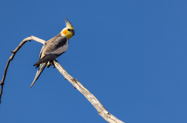 Wild Cockatiel (Nymphicus hollandicus) on a perch  in the Murchison Region of Western Australia 