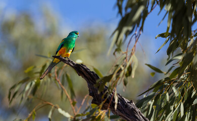 Colourful male Mulga Parrot (Psephotellus varius) on a perch  in the Murchison Region of Western Australia 