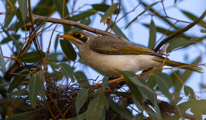 Yellow-throated miner (Manorina flavigula) next to its nest in the Murchison Region of Western Australia