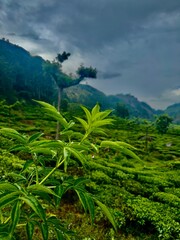 rice terraces in bali