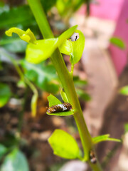 Silkworm on Leaf and red ant and black ant also in leaf 