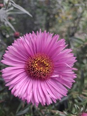 Fototapeta premium pink daisy flower