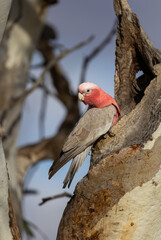 Galah (eolophus roseicapilla) at its nesting place in the Murchison Region of Western Australia 