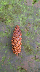 Pine Cone on Mossy Ground
