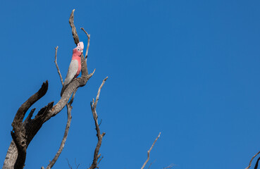 Galah (eolophus roseicapilla) in the tree in the Murchison Region of Western Australia 