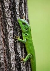 Naklejka premium Emerald lizard clinging to textured bark in natural light environment