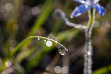 Morning dew in the form of water droplets on a leave on a cold winter morning in Perth, Western Australia