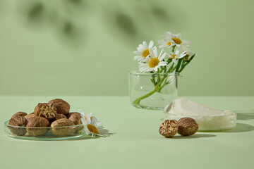 Soft styled display of shea butter and chamomile with shea nuts on green background with natural leaves shadow. Natural ingredients for beauty and wellness branding.