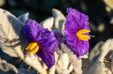 Flannel Bush or Bush Tomato (Solanum lasiophyllum) flower in the Murchison Region of Western Australia