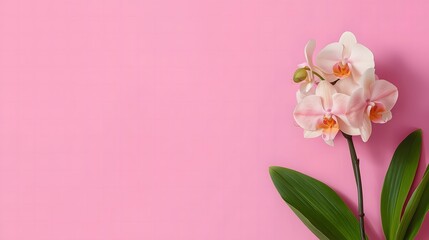 Fototapeta premium Orchid bouquet on a pink background with soft lighting and a minimalist composition.