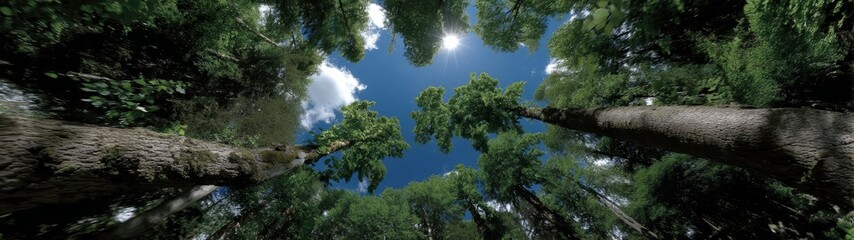 Obraz premium Majestic trees reaching skyward lush forest hdr panoramic view nature serenity