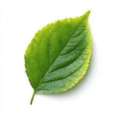 Fototapeta premium A vibrant green leaf displays intricate veins and textures, showcasing the natural beauty of plant life against a clean .