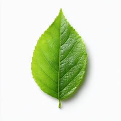 Obraz premium A vibrant green leaf showcases intricate details, textures, and veins, against a clean , perfect for nature.