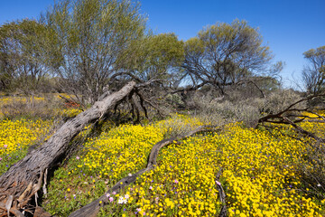 Wildflowers in spring in the Murchison Region of Western Australia