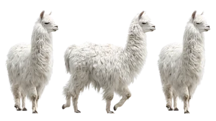 Foto auf Acrylglas Lama Farm animal white llama variations isolated on transparent background  © Rumi
