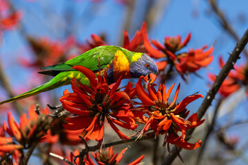 Colourful Rainbow Lorikeet (trichoglossus moluccanus) feeding on the flowers of a flame tree in Perth, Western Australia