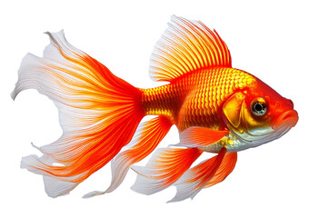 Vibrant goldfish with flowing fins and bright scales swims gracefully against isolated on a transparent or white background.
