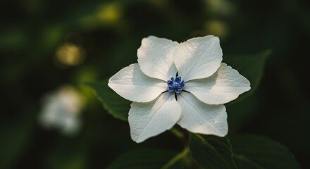 Obraz premium Delicate white flower with blue center detail against blurred green background