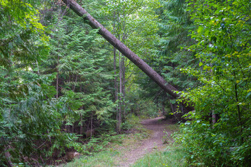 Callahan Creek Trail