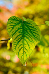 快晴のカジノキ黄金葉のクローズアップです。