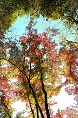 見上げた紅葉の木々と葉です。