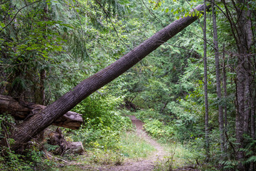 Callahan Creek Trail