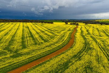 Dirt road leading through flowering canola fields before a dark storm in the countryside of Wogan Hills in Wheatbelt of Western Australia