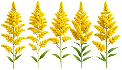 Five vibrant yellow flower stalks against a white background, varying slightly in height and fullness