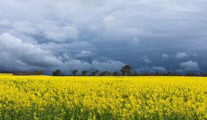 Flowering canola fields before a dark storm in the countryside of Wogan Hills in Wheatbelt of Western Australia