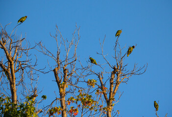 Family of Parrots