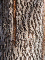 Obraz premium Bark texture and background of a old tree trunk. Detailed bark texture.