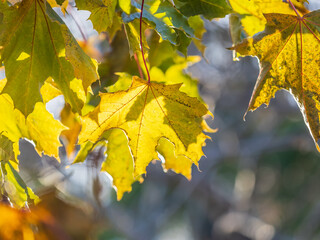 Maple branches with yellow leaves in autumn, in the light of sunset.