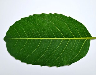 Obraz premium Close-up of a single green leaf (1)