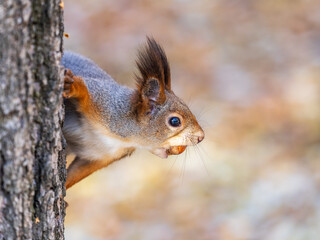 Portrait of a squirrel on a tree trunk