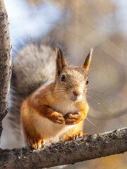 Squirrel sits on a branch in Autumn park