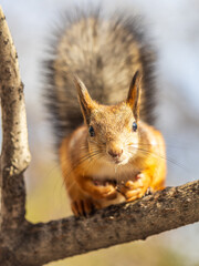 Squirrel sits on a branch in Autumn park
