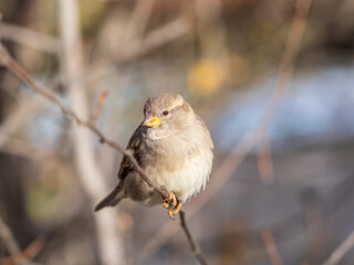 Sparrow sits on a branch without leaves.
