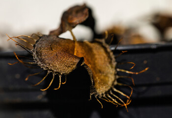 Dead Venus Flytrap