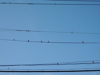 電線のすずめ